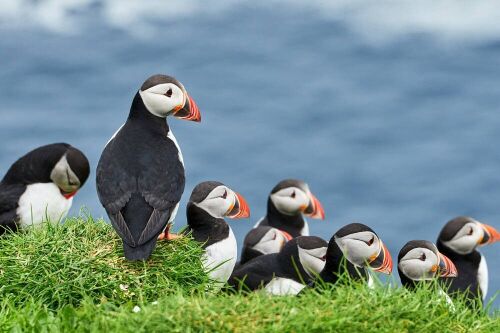 Puffins are just one species for whom the islands of Scotland are very important