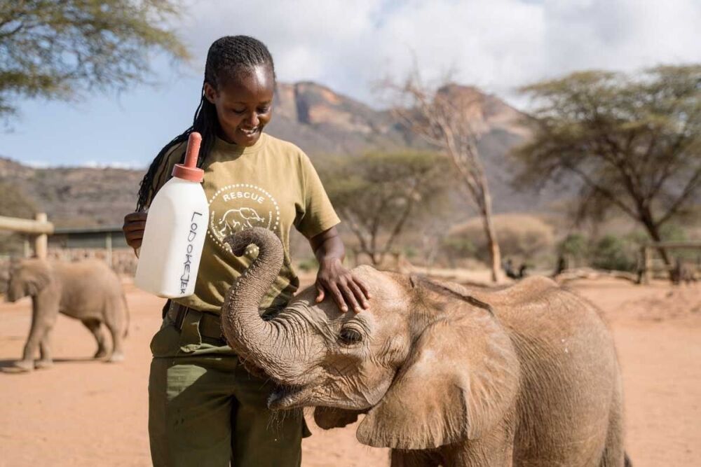 Give an elephant a bottle of milk here