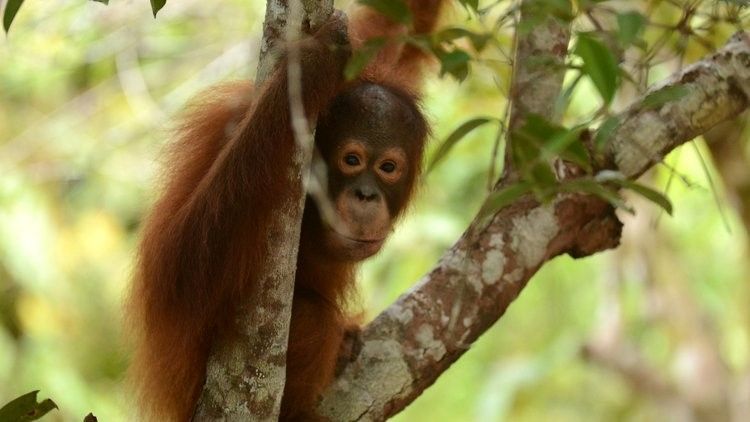 Please sponsor an acre of rainforest and help orangutans this International Orangutan Day