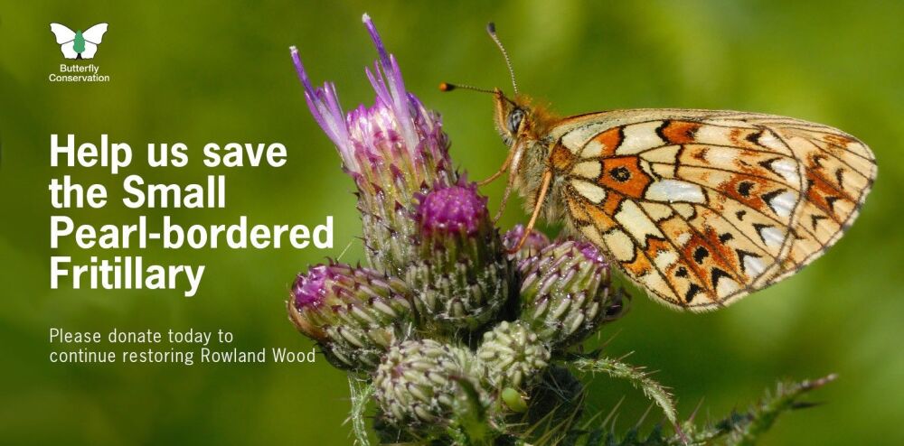 Help save the Small Pearl-bordered Fritillary