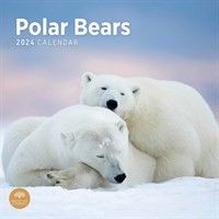 For polar bear lovers, how about a calendar featuring polar bears to see them through 2024?