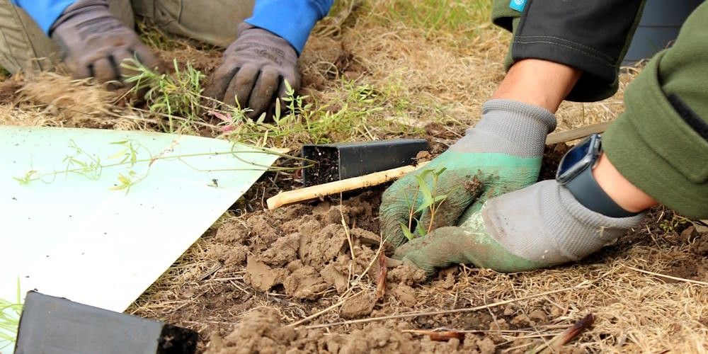 It's been a tree-mendous effort in 2023 to plant trees to save koalas