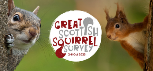 Please take part in this squirrel survey