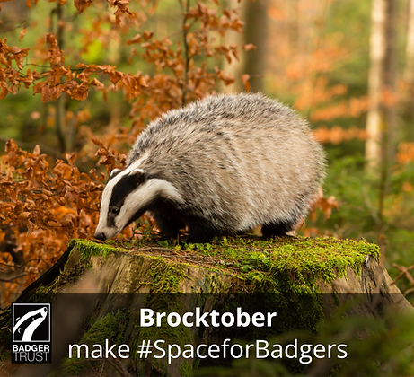 Please find out how you can make #SpaceforBadgers