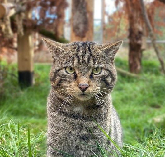 You could sponsor a Scottish wildcat such as Cranachan