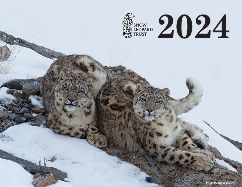 Why not treat yoruself to a 2024 Calendar from the Snow Leopard Trust?
