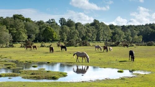Find out about the history of the New Forest from the National Trust