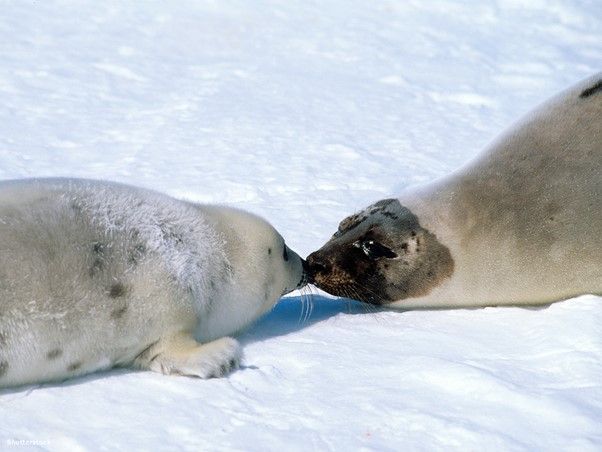 THese seals need our support and help