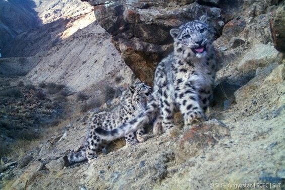 The David Shepherd Wildlife Foundation has a snow leopard appeal.