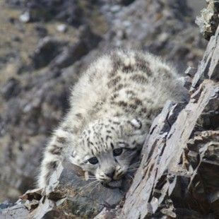 You could adopt a Snow Leopard Cub on International Snow Leopard Day