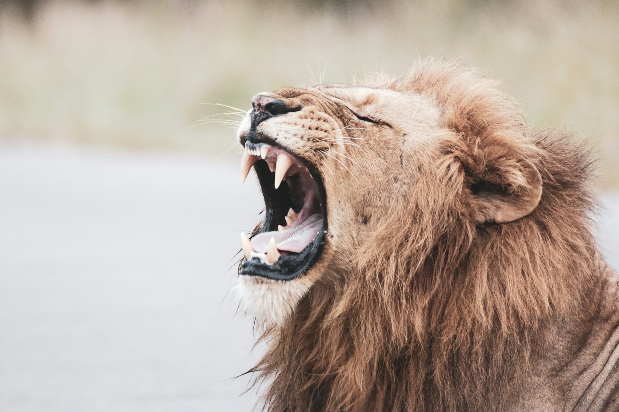 Roar for wildlife and make lifestyle choices to help