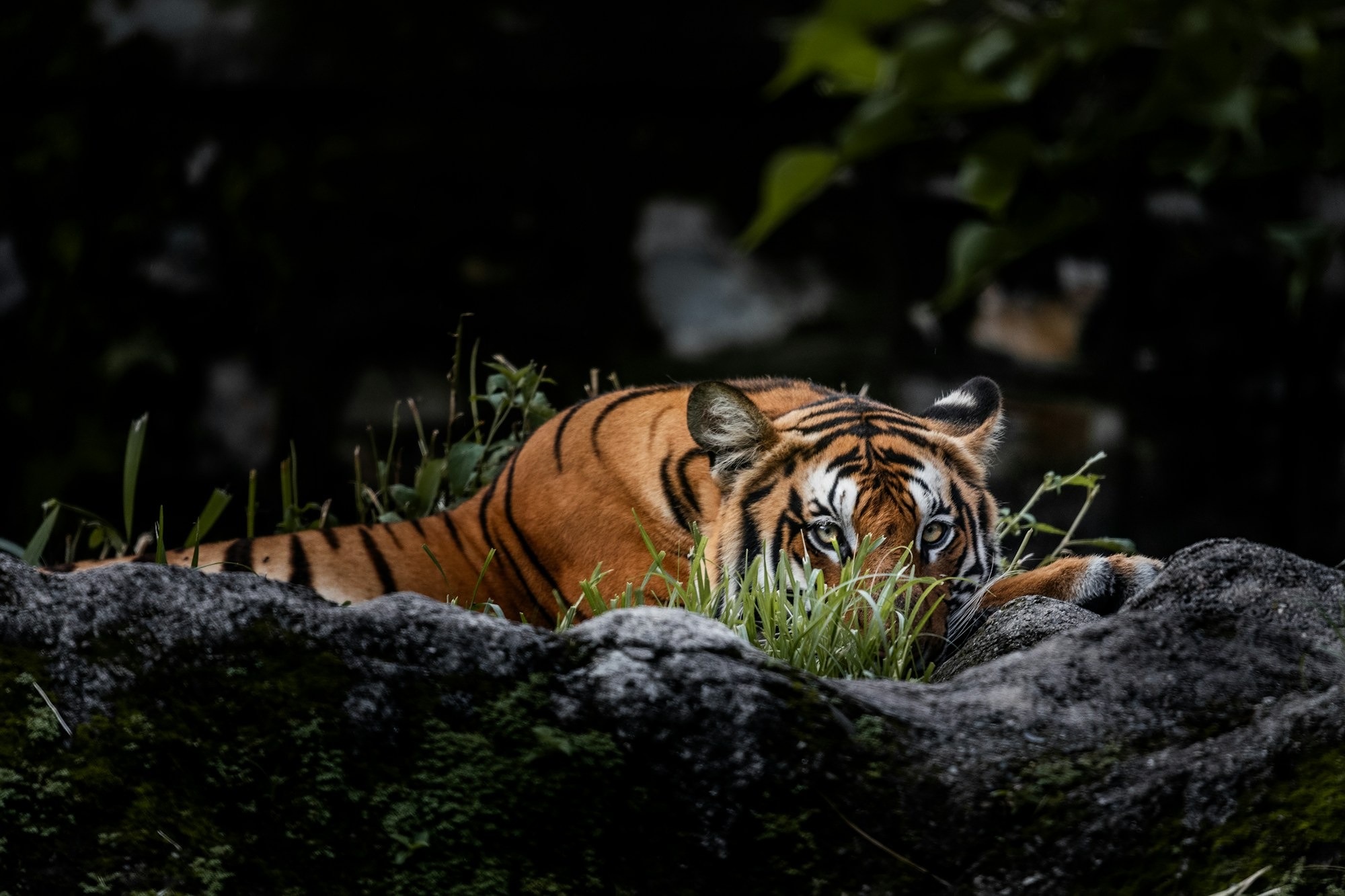This stunning photo is by Sushanta Rokka on Unsplash