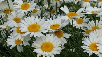 large daisies