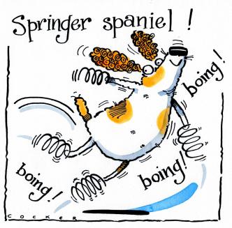 Springer Spaniel Springs Card