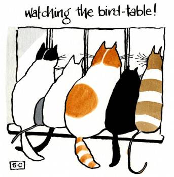 Watching The Bird Table
