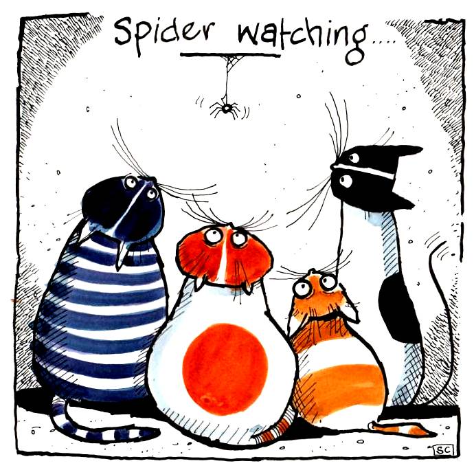 Spider Watching
