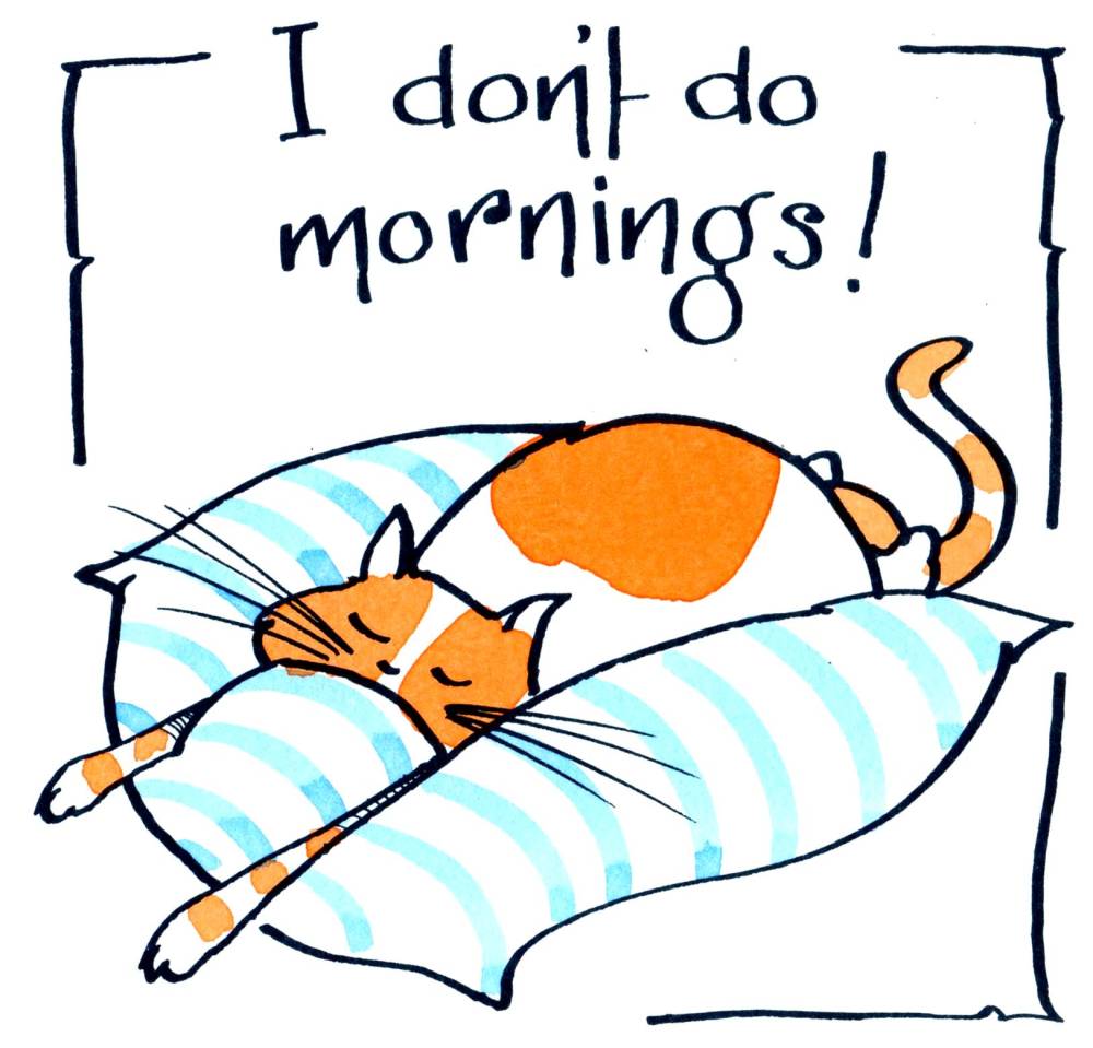 Cat Mornings