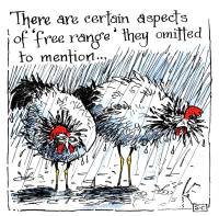 Hens - Free Range