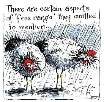 Hens - Free Range