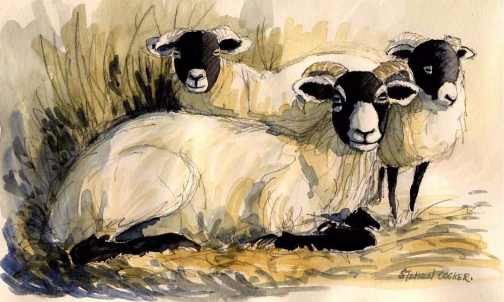 Sheep Family