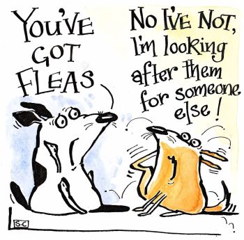 You've Got Fleas