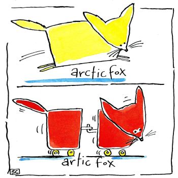 Artic/Arctic Fox