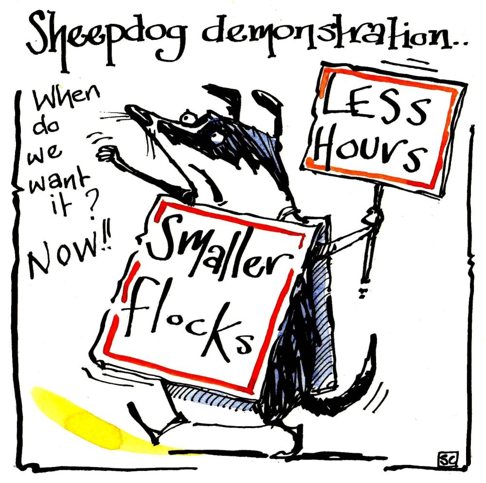 A Sheepdog Demonstration