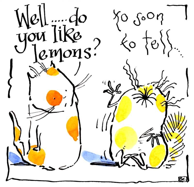 Funny cat card with two cartoon cats. Caption reads Do You Like Lemons? Too