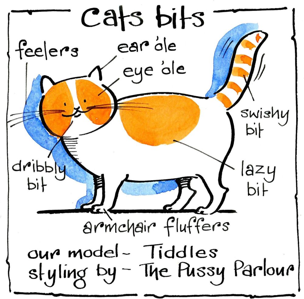 Funny cat card for all occasions . Cartoon cat with it's anatomy labelled e