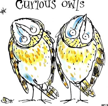 Curious Owls