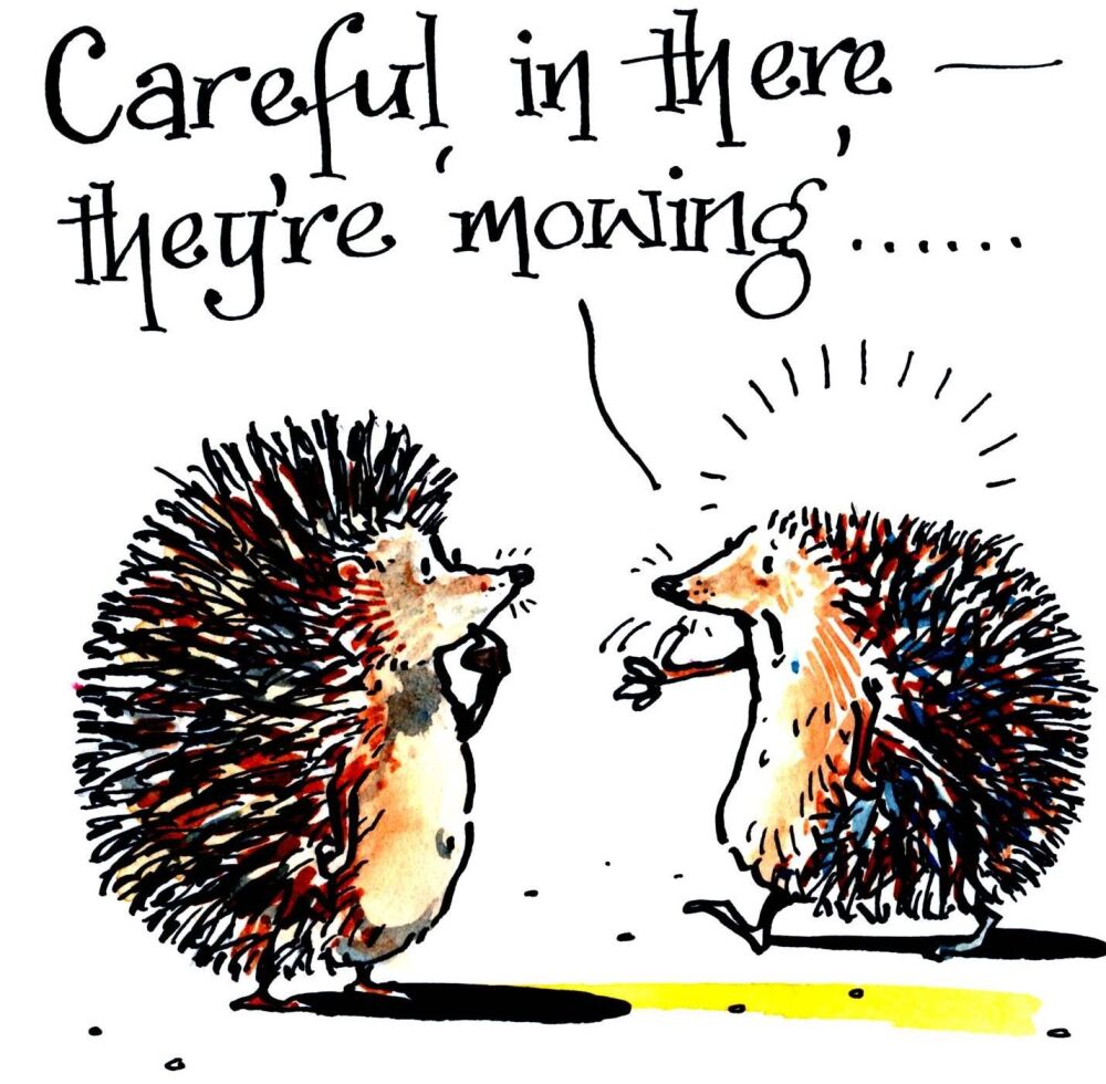 Good Hedgehog Advice!!