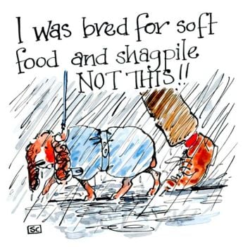                                                                   .... Because Not All Spaniels Like The Rain!