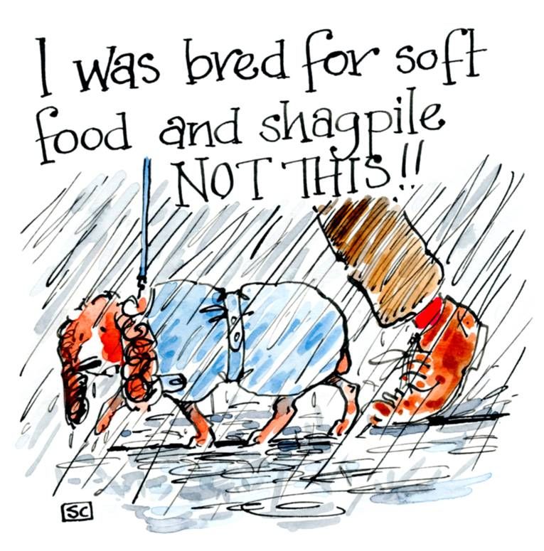 Cartoon Dog card - Spaniel in rain saying i was bred for soft food & shagpi