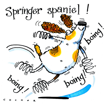 Springer Spaniel Springs Card