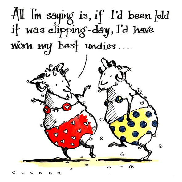 Sheep - Best Undies
