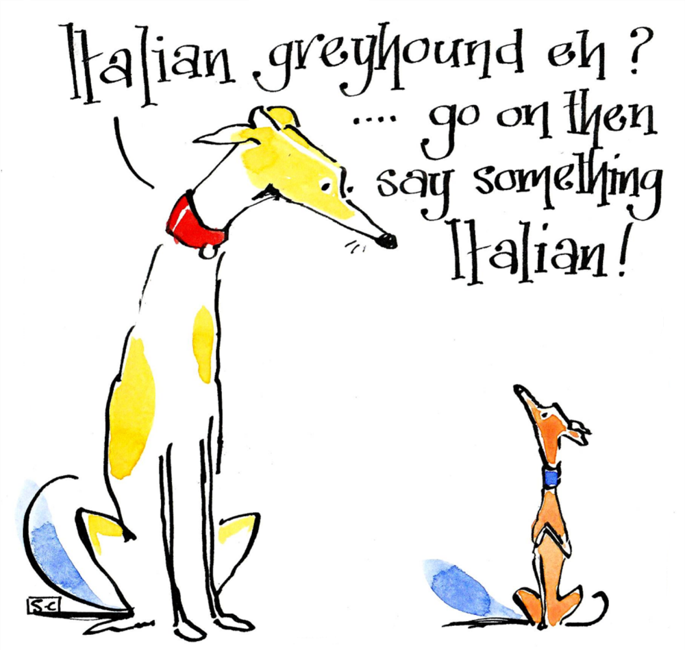 Greyhound Meets Italian Greyhound Greeting Card
