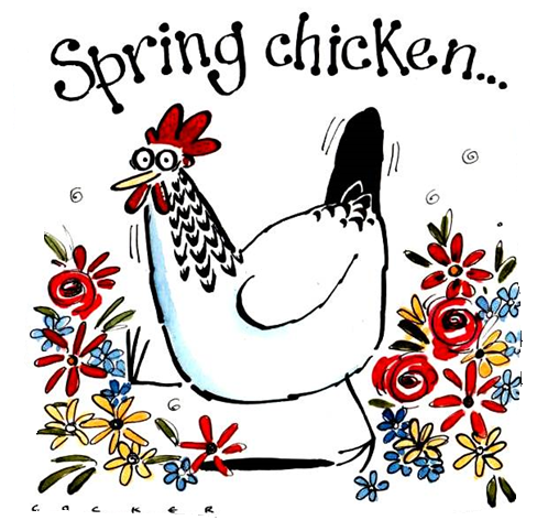 Funny Easter Card - Spring Chicken