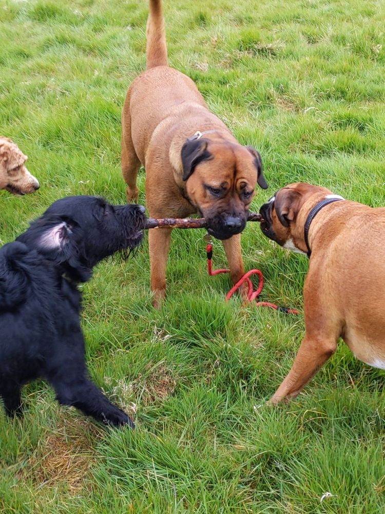 dogs sharing stick