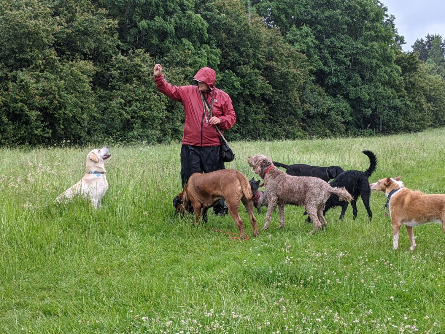 Puppy school, training made fun