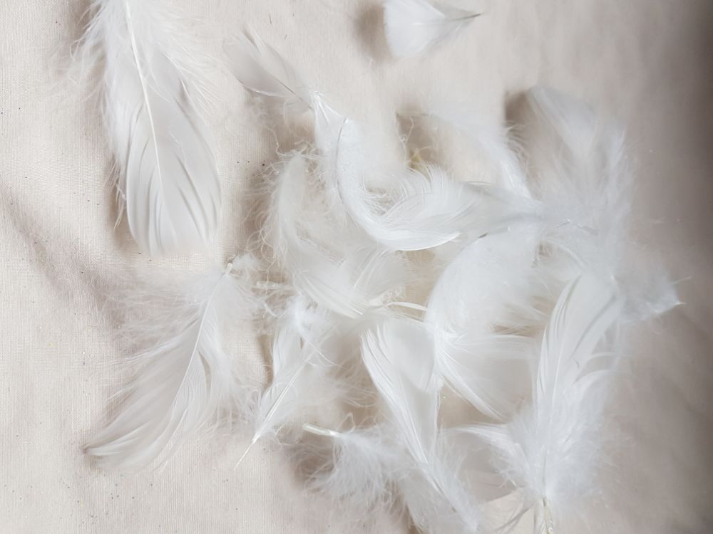 Feathers 