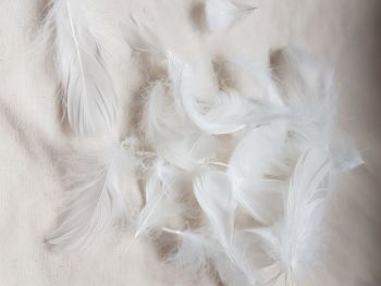White Feathers   (approx .25 per pack)