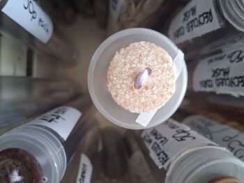Recycled Eggshell Buttons - Beige 18mm (each)