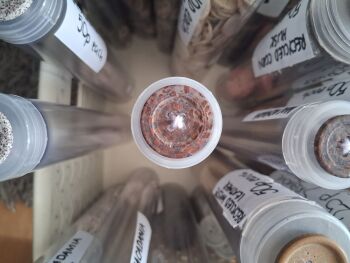 Recycled Macadamia Buttons - Dark Brown 20mm (each)