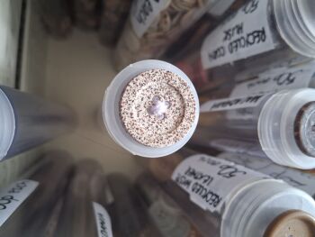Recycled Macadamia Buttons - Light  Brown 20mm (each)