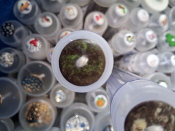 Recycled Coffee Grounds Buttons - Black/Green 18mm (each)