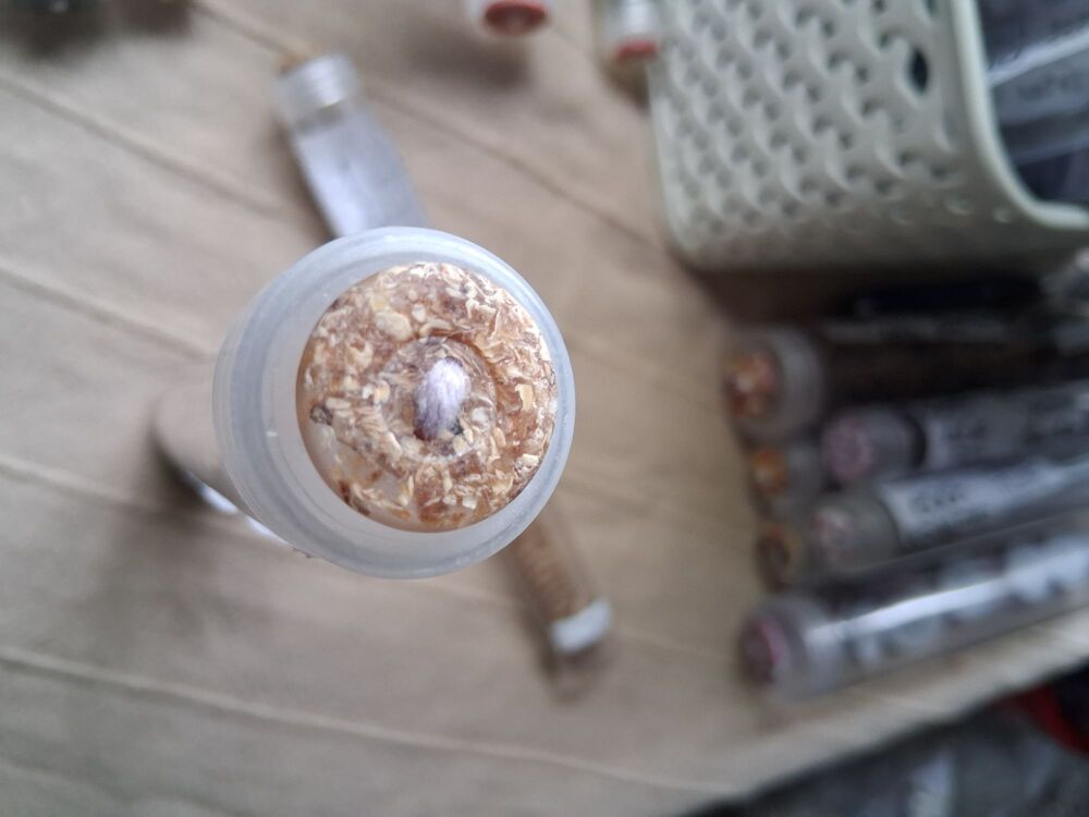 Recycled Corn Husk Buttons - Beige/Clear 15mm (each)