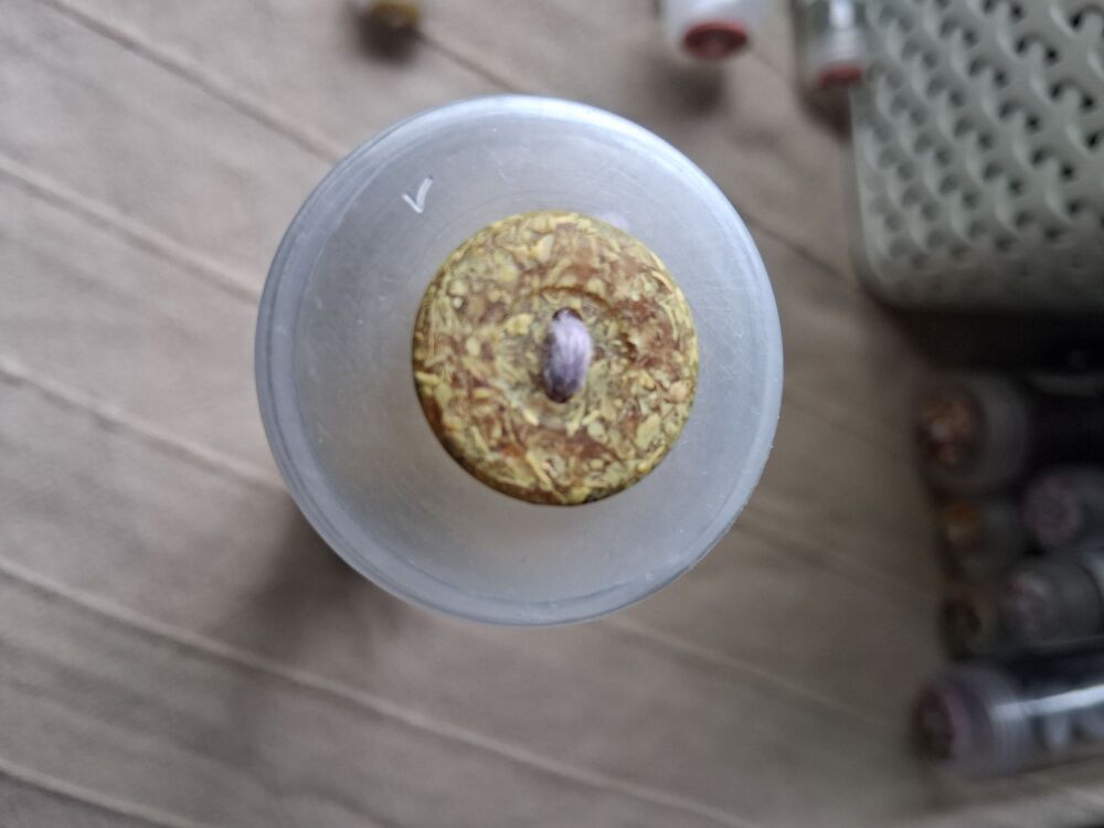 Recycled Corn Husk Buttons - Green/Beige 20mm (each) Look more Yellow