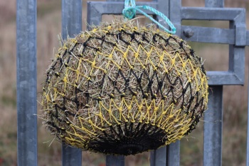 Des16.  Shetland small mesh black and yellow