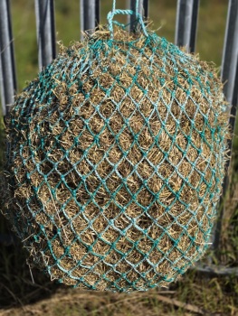 WARMBLOOD size