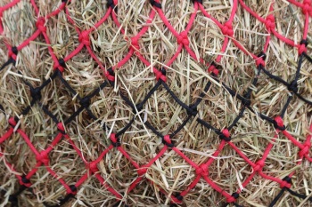 Cob  stripe  small mesh nets red and black
